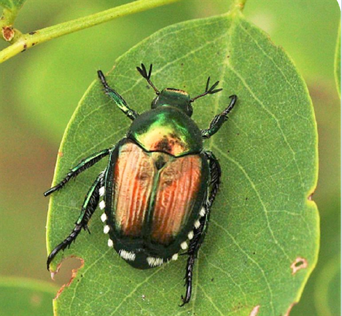 Coleottero scarabeide del Giappone (Popillia japonica)